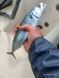Mackerel