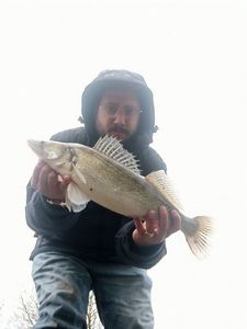 Zander