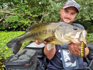 Largemouth Bass