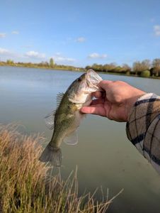 Largemouth Bass