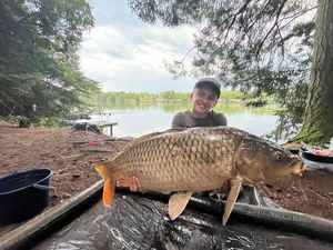 Common Carp