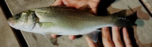 European Bass (Seabass)