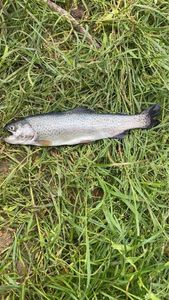 Rainbow Trout
