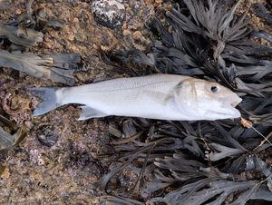 European Bass (Seabass)