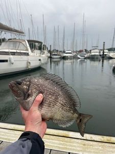 Black Seabream