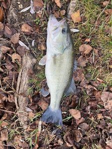 Largemouth Bass