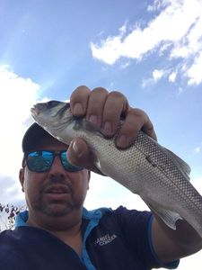 European Bass (Seabass)