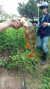 European Perch