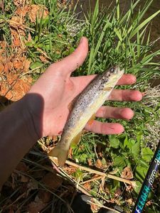 Brown Trout