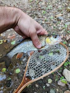 Rainbow Trout