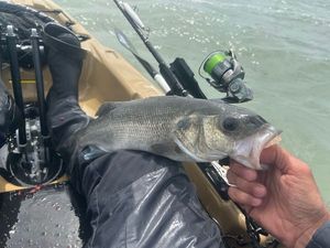 European Bass (Seabass)