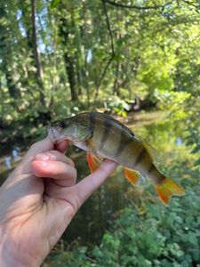 European Perch