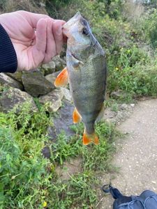 European Perch