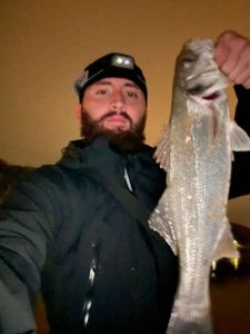 European Bass (Seabass)
