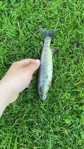 Brown Trout