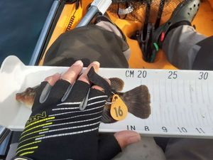 Ballan Wrasse