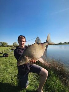 White bream