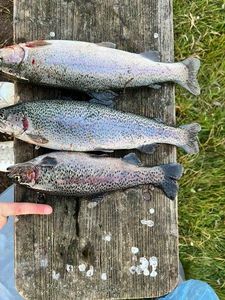 Rainbow Trout