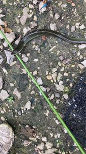 European Eel (Common Eel)