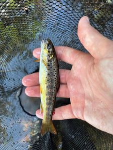 Brown Trout