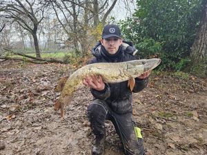 Northern Pike