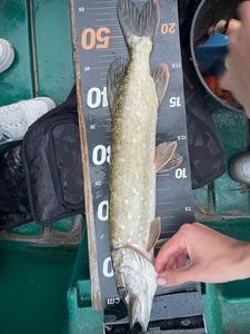 Northern Pike