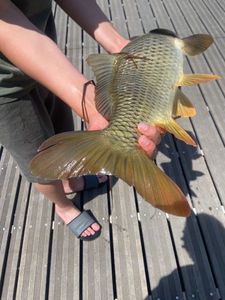 Common Carp