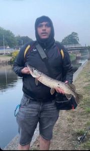 Northern Pike