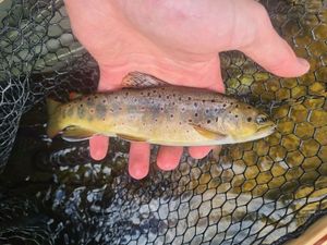 Brown Trout