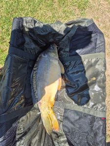Leather Carp