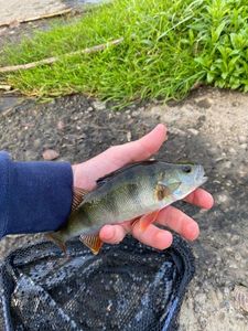 European Perch