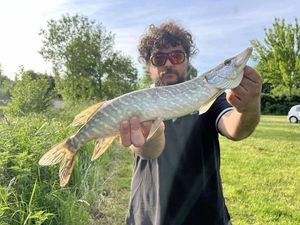 Northern Pike