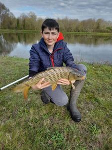 Common Carp