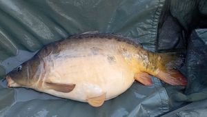 Mirror Carp