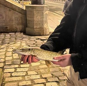 Northern Pike