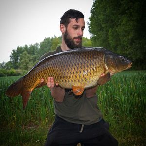 Common Carp