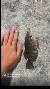 Giant Goby