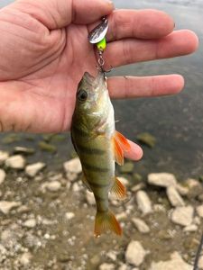 European Perch