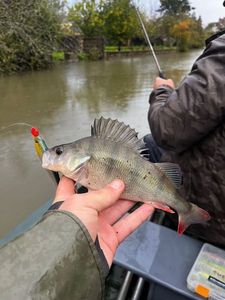 European Perch