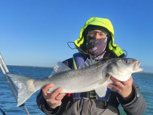 European Bass (Seabass)