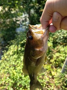 Largemouth Bass