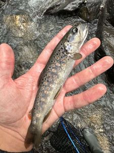 Brown Trout