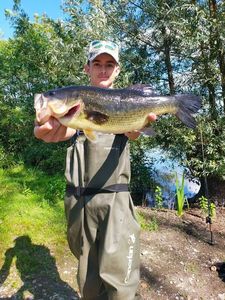Largemouth Bass