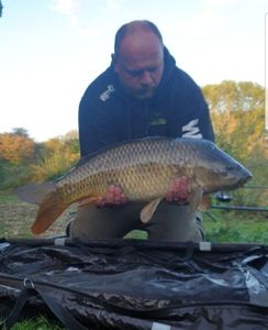 Common Carp