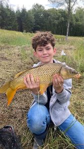 Common Carp