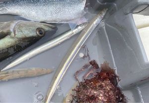 Northern Sand Lance