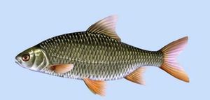 Roach