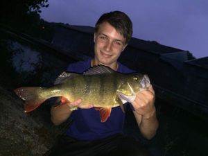 European Perch