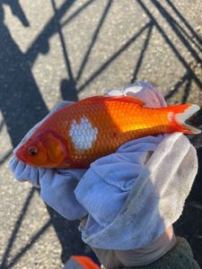 African Red Snapper