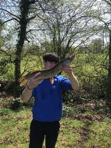 Northern Pike